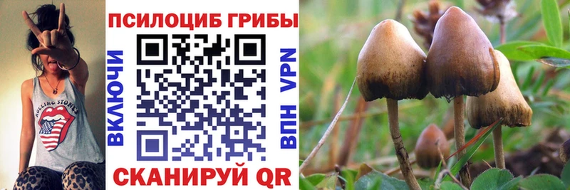 где купить наркоту  сайты даркнета наркотические препараты  Галлюциногенные грибы Magic Shrooms  Поворино  kraken сайт 
